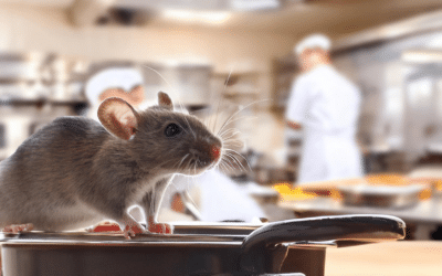 Preventing Mice Infestations in Restaurants