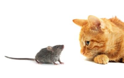 Rodents in Your Home? Discover the Hidden Facts
