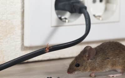 How to Tell If Rodents Have Invaded Your Home: 5 Key Signs of Infestation