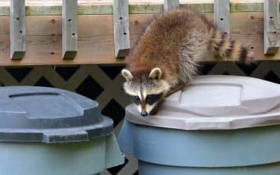 Dealing with Raccoons in Your Backyard