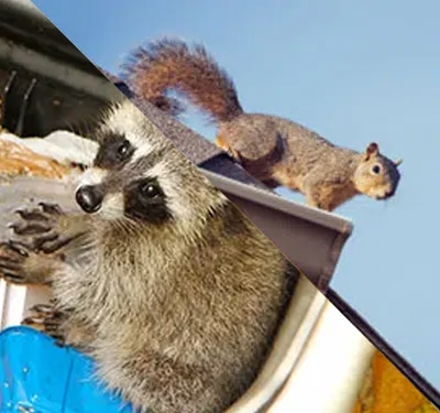 wildlife removal
