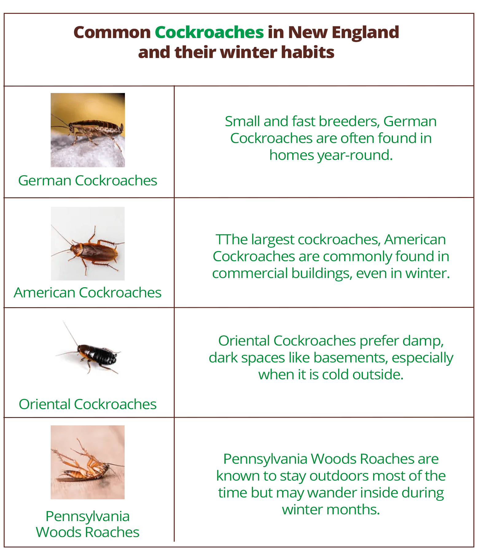 Common Cockroaches in New England and their winter habits - German Cockroaches, American Cockroaches, Oriental Cockroaches, Pennsylvania Woods Roaches