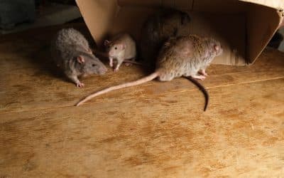 The Hidden Dangers of Rodent Infestation in Your Home or Business