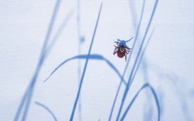 Beware of Ticks: Staying Safe as Snow Melts