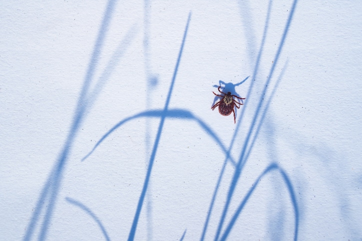 Beware of Ticks: Staying Safe as Snow Melts