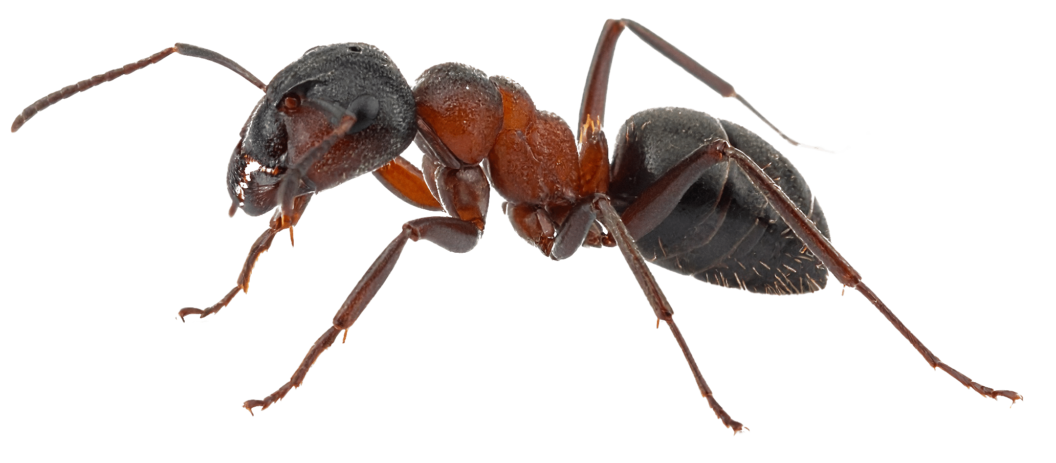realistic carpenter ant white background