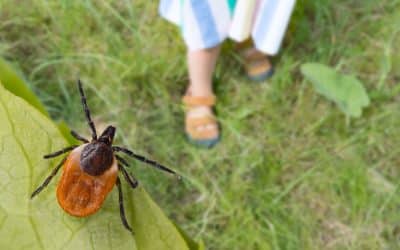 Tick-Borne Illnesses Lurking in Your Yard: Risks for Humans and Pets