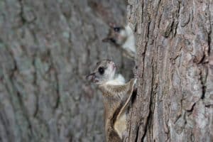 Flying Squirrel removal in Worcester, Massachusetts