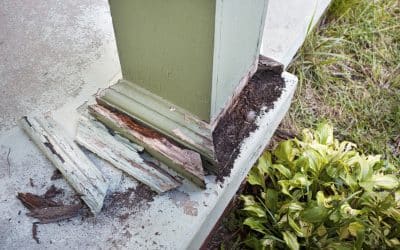 Termites Are on the Move: Watch for Swarms This Spring