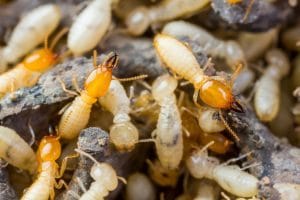 termite control for Worcester, Massachusetts