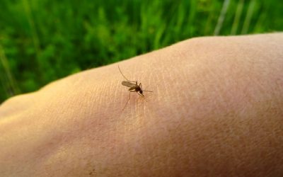 Swat Team Needed? When DIY Isn’t Enough for Mosquito Control