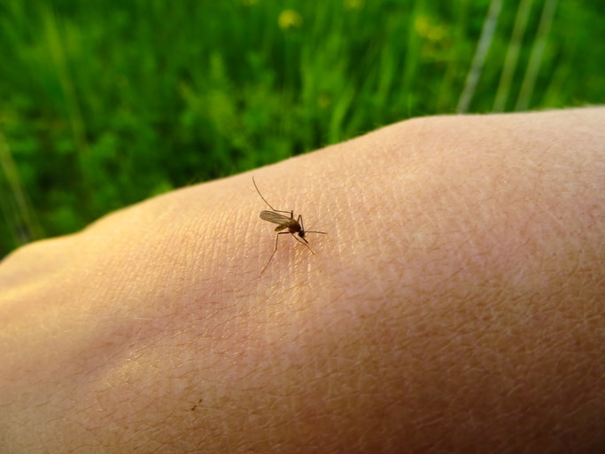 Swat Team Needed? When DIY Isn’t Enough for Mosquito Control