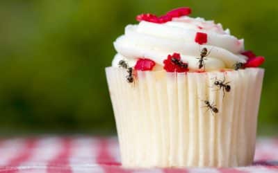 From Picnic Pests to Home Invaders: The Secret Life of Ants
