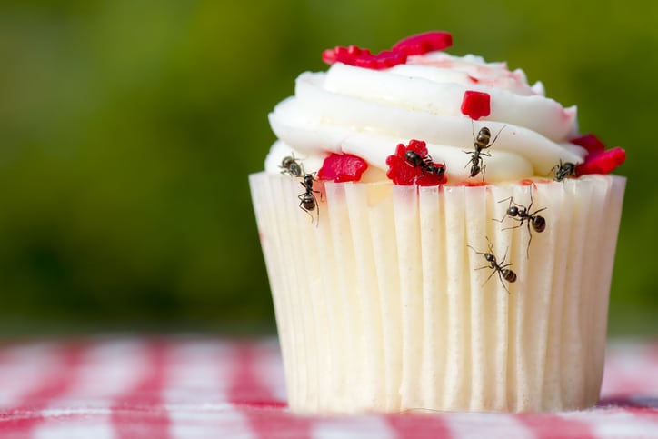 From Picnic Pests to Home Invaders: The Secret Life of Ants