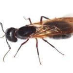 carpenter ant extermination for Mashpee, Massachusetts