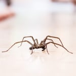 spiders for Worcester, Massachusetts
