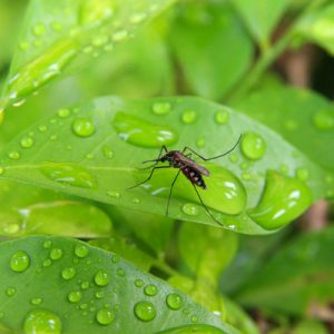 Mosquito control for East Brookfield, Massachusetts