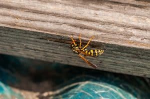 Yellow Jacket Extermination