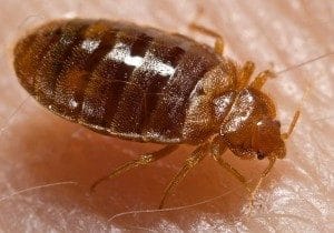 bedbug control for Fiskdale, Massachusetts