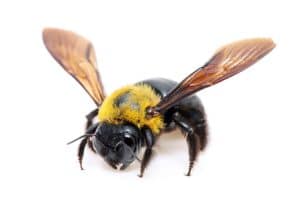 carpenter bee extermination for Needham, Massachusetts