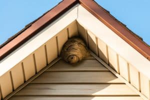 hornet control for Holbrook, Massachusetts
