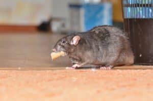 rat control for Sheldonville, Massachusetts