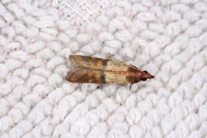 Moth Elimination in Holden, Massachusetts