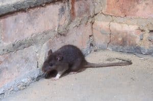 Rat Extermination in Uxbridge, Massachusetts