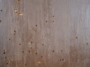 Powder Post Beetles extermination in Worcester, Massachusetts