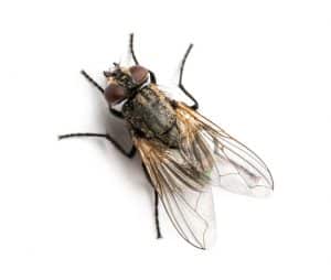 Fly Control for Wellesley, Massachusetts