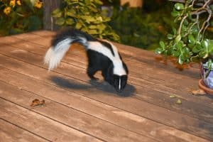 Skunks for Easton, Massachusetts
