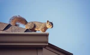 Squirrel removal in Monponsett, Massachusetts
