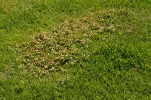 Crabgrass Control in Worcester, Massachusetts