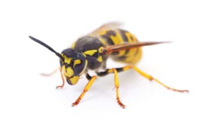 Striped and Aggressive: Spotting Yellow Jackets