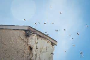 Bee Elimination in Chatham, Massachusetts