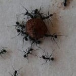 Pavement ant control in Hingham, Massachusetts