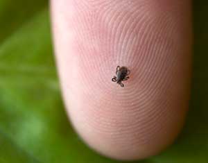 Rutland, Massachusetts tick management services