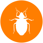 bed-bug-icon-iStock-825514996