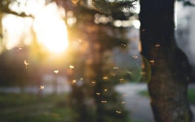 Buzz Off: How to Identify Common Flying Pests in Massachusetts