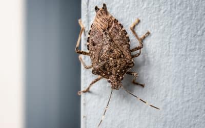Bug Off! Keeping Stink Bugs Out of Your Home
