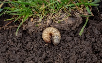Protect Your Lawn: What You Need to Know About Grubs