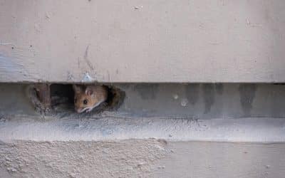How Mice Sneak Into Your Home (And What You Can Do About It)