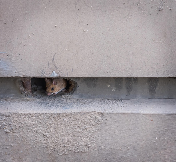a small mouse in a hole in the wall