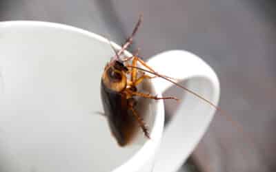 Why Cockroaches Are So Hard to Eliminate: And What Actually Works