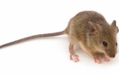 Common Rodent Questions: What Homeowners Need to Know