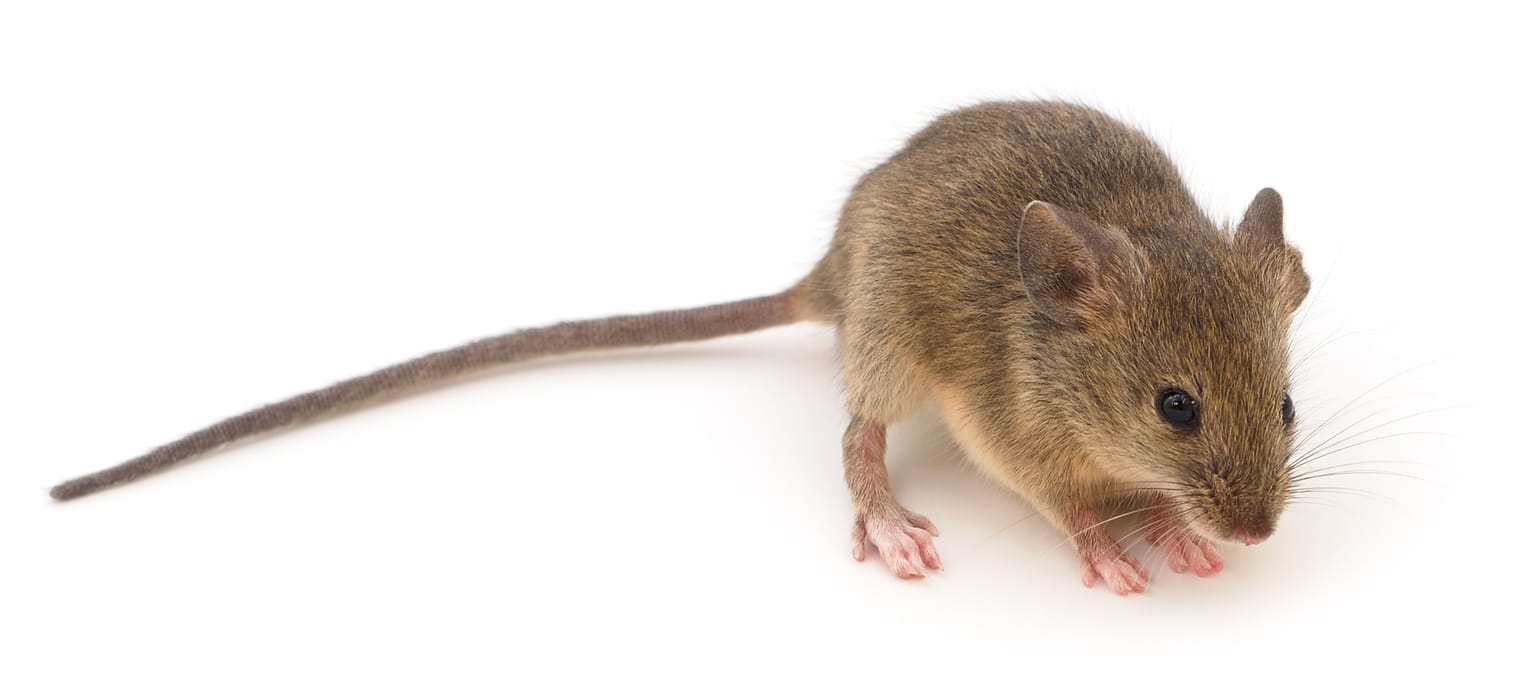 Brown house mouse isolated on white background Brown house mouse isolated on white background