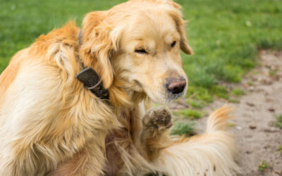 Safer Pest Protection: Yard Sprays vs. Flea Collars for Your Dog